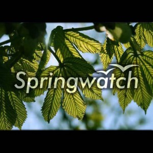springwatch-cancelled-renewed-bbc-one