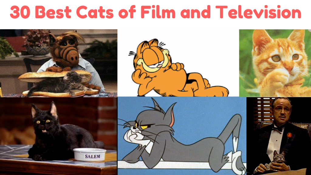 30 Best Cats of Film and Television
